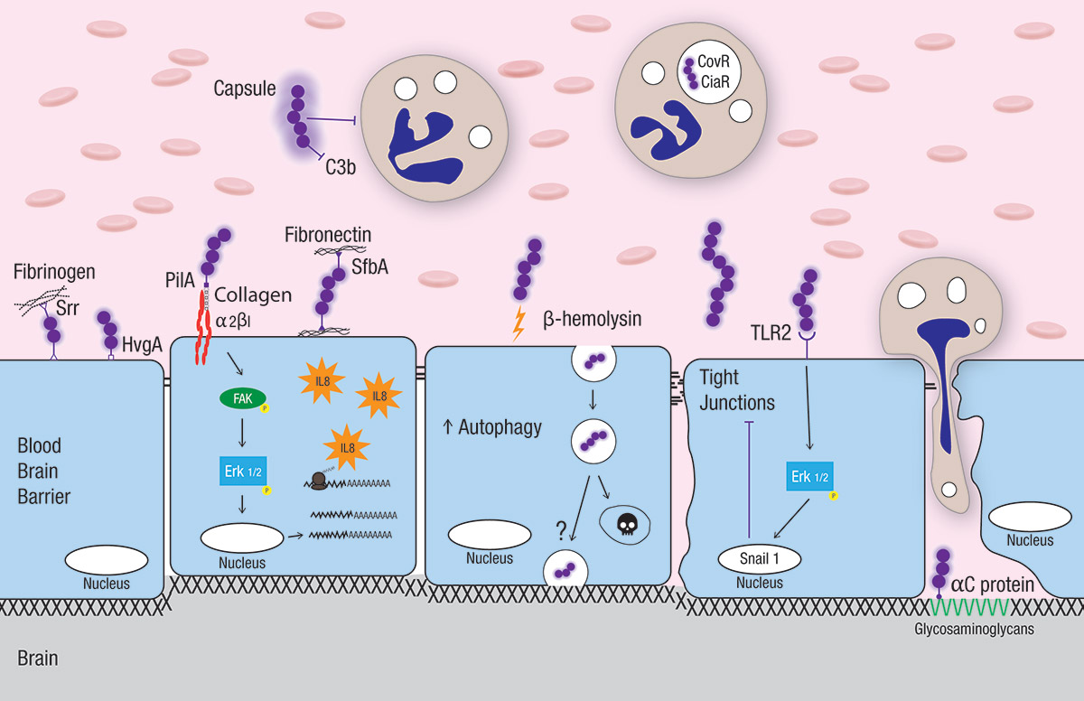 Blood Brain Barrier image