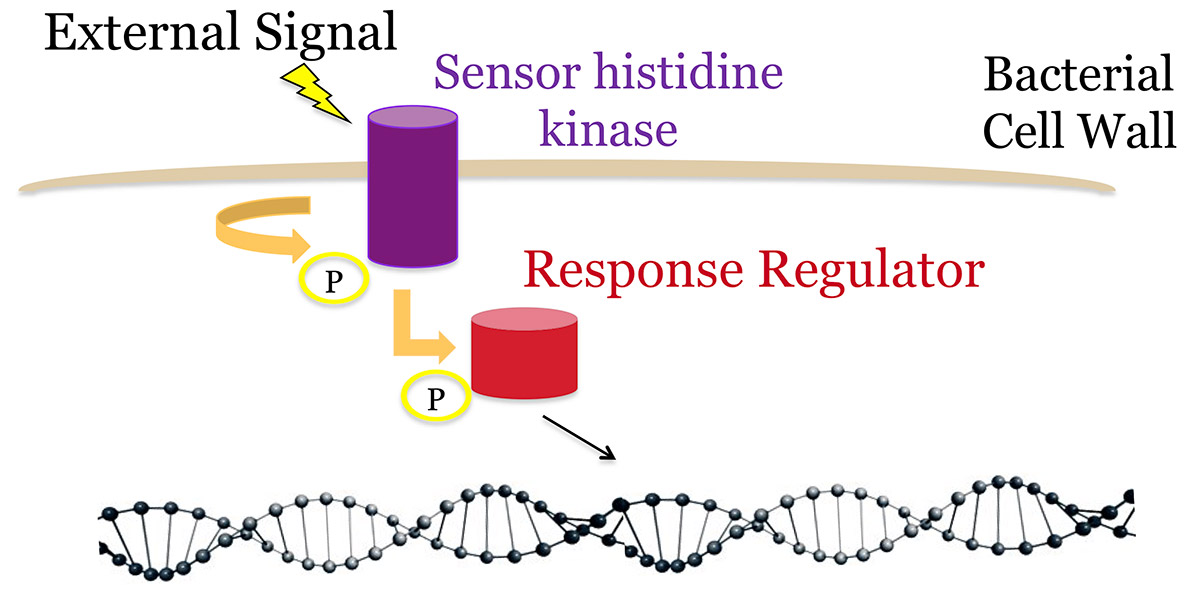 Two Component Regulatory Systems 