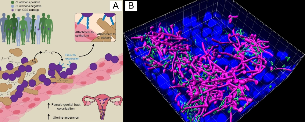 Illustration of GBS Interaction with Fungus Candida albicans